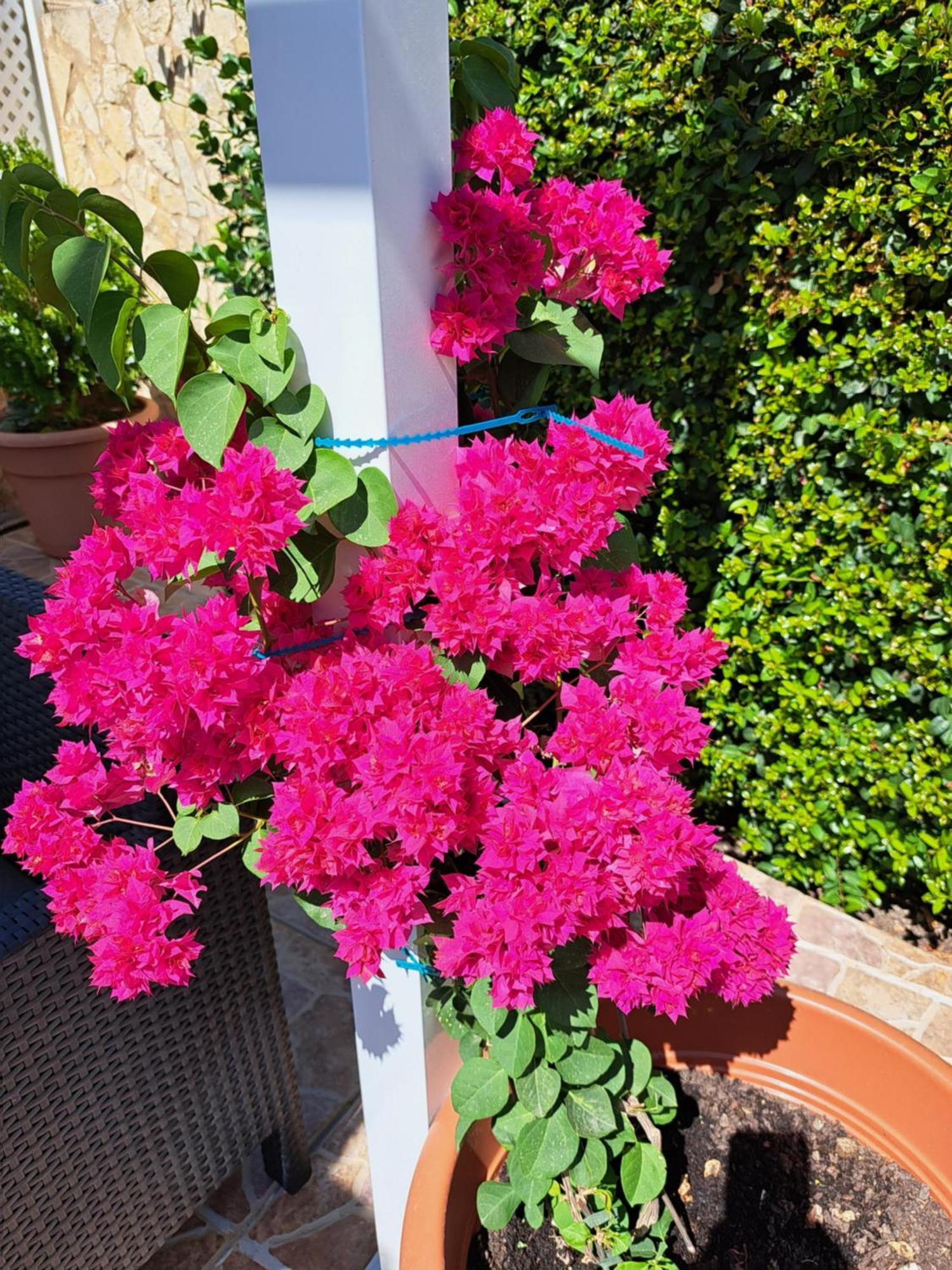 Villa Mariamar 알부페이라 외부 사진