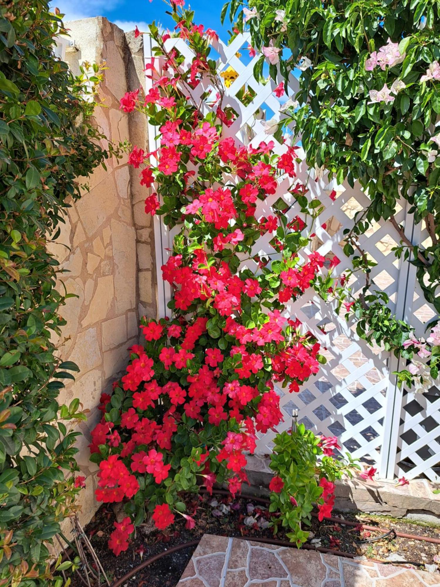Villa Mariamar 알부페이라 외부 사진